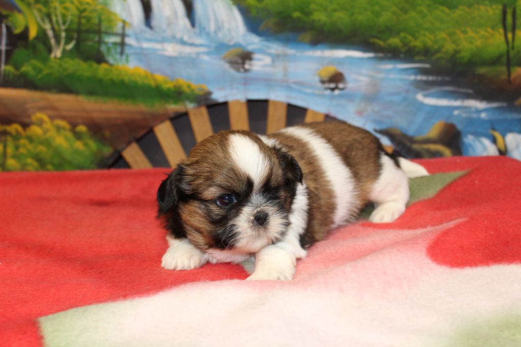 De chatoisillon - Chiot disponible  - Shih Tzu