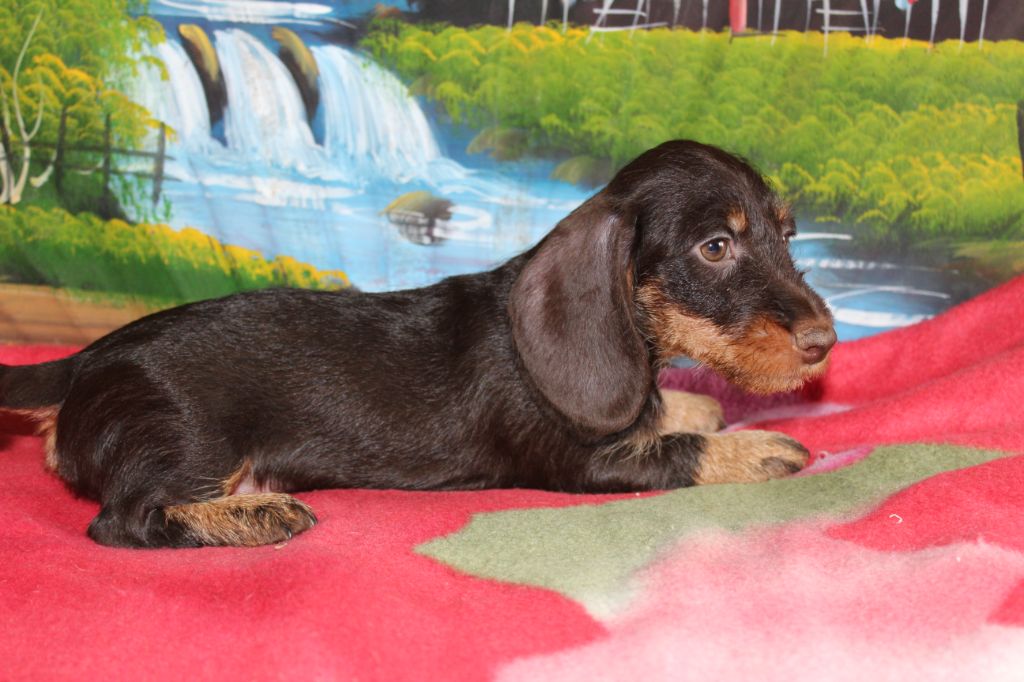 De chatoisillon - Chiot disponible  - Teckel poil dur