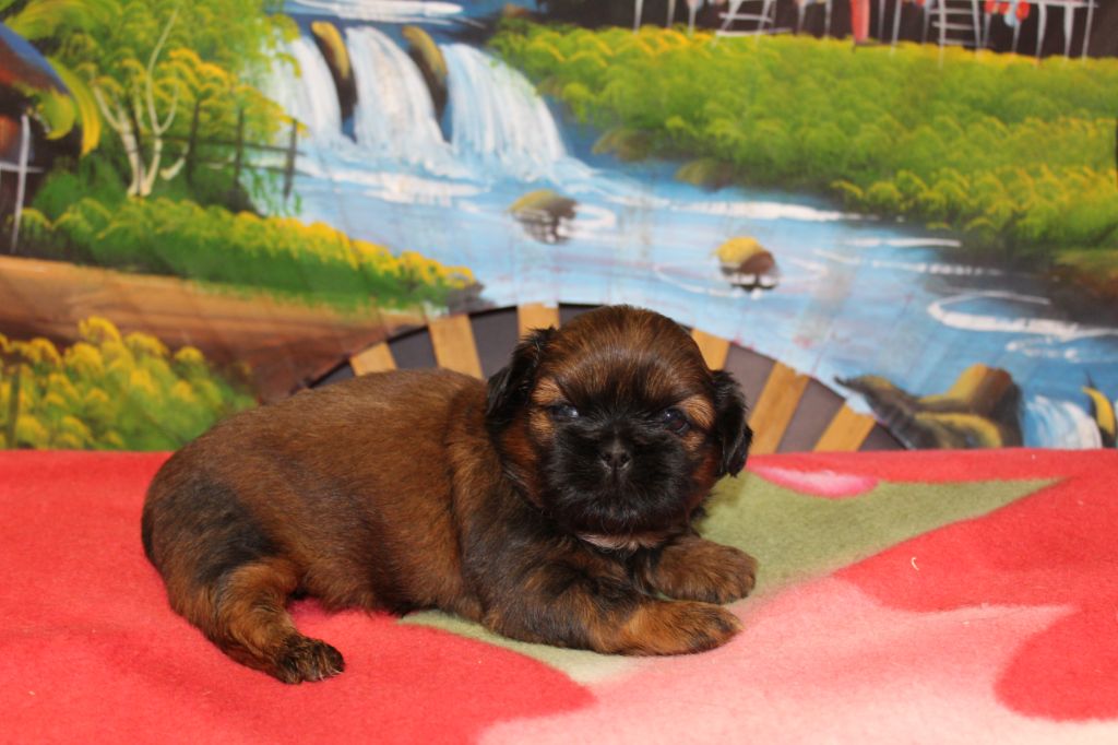 De chatoisillon - Chiot disponible  - Shih Tzu