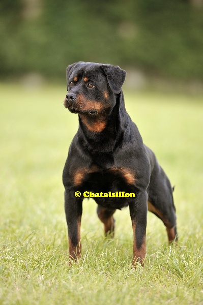 CH. Cross De chatoisillon