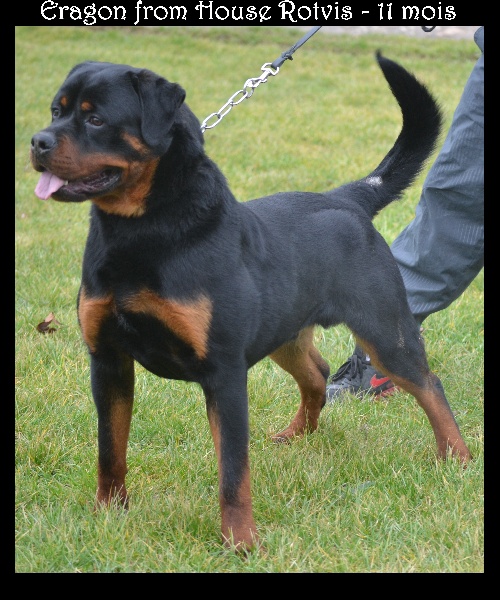 CH. Eragon dit gruss from house rotvis