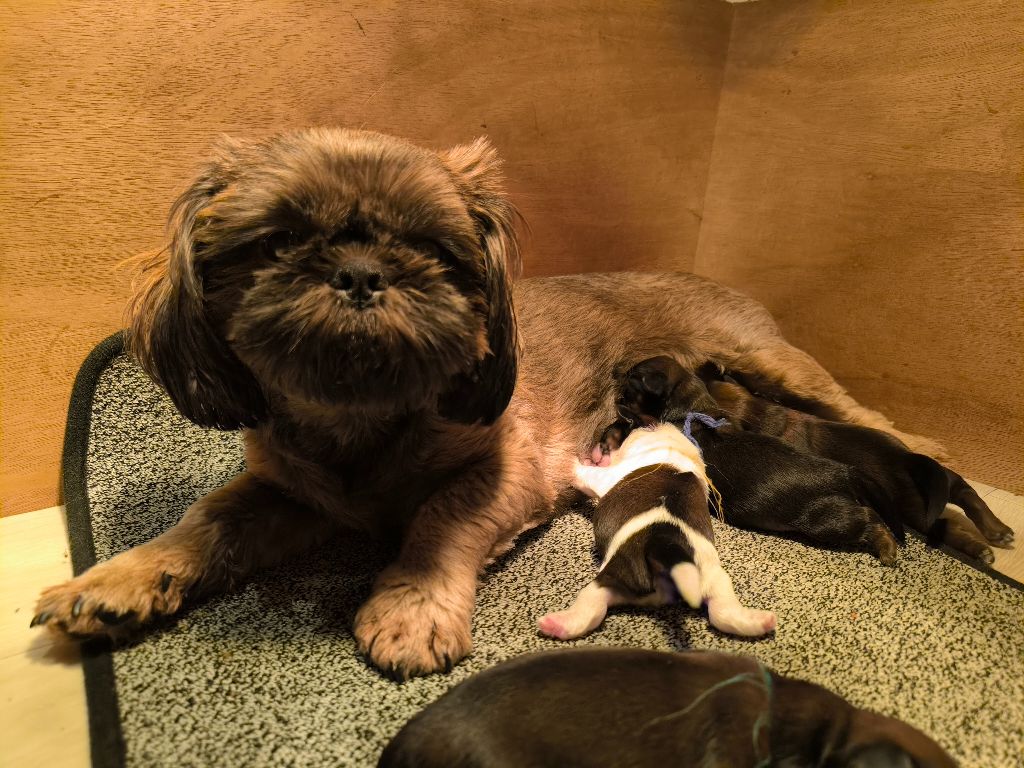 Uzzia De chatoisillon