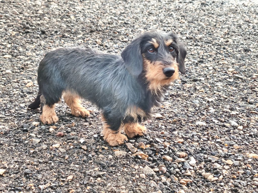 Ange De chatoisillon