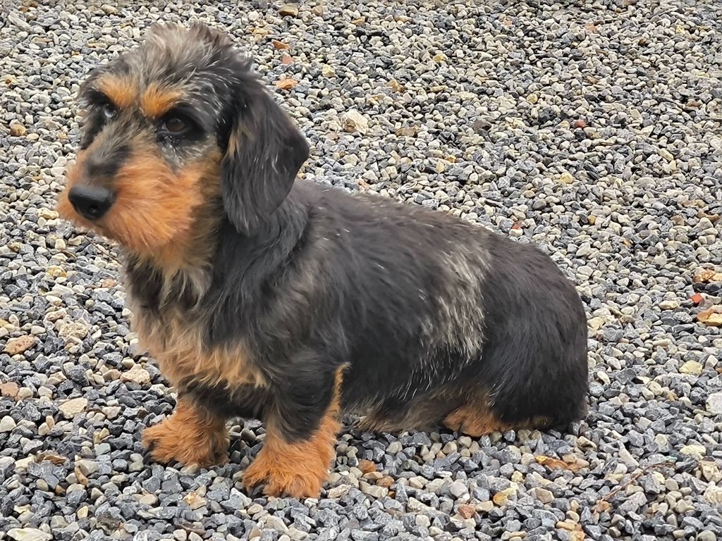 Utwo De chatoisillon