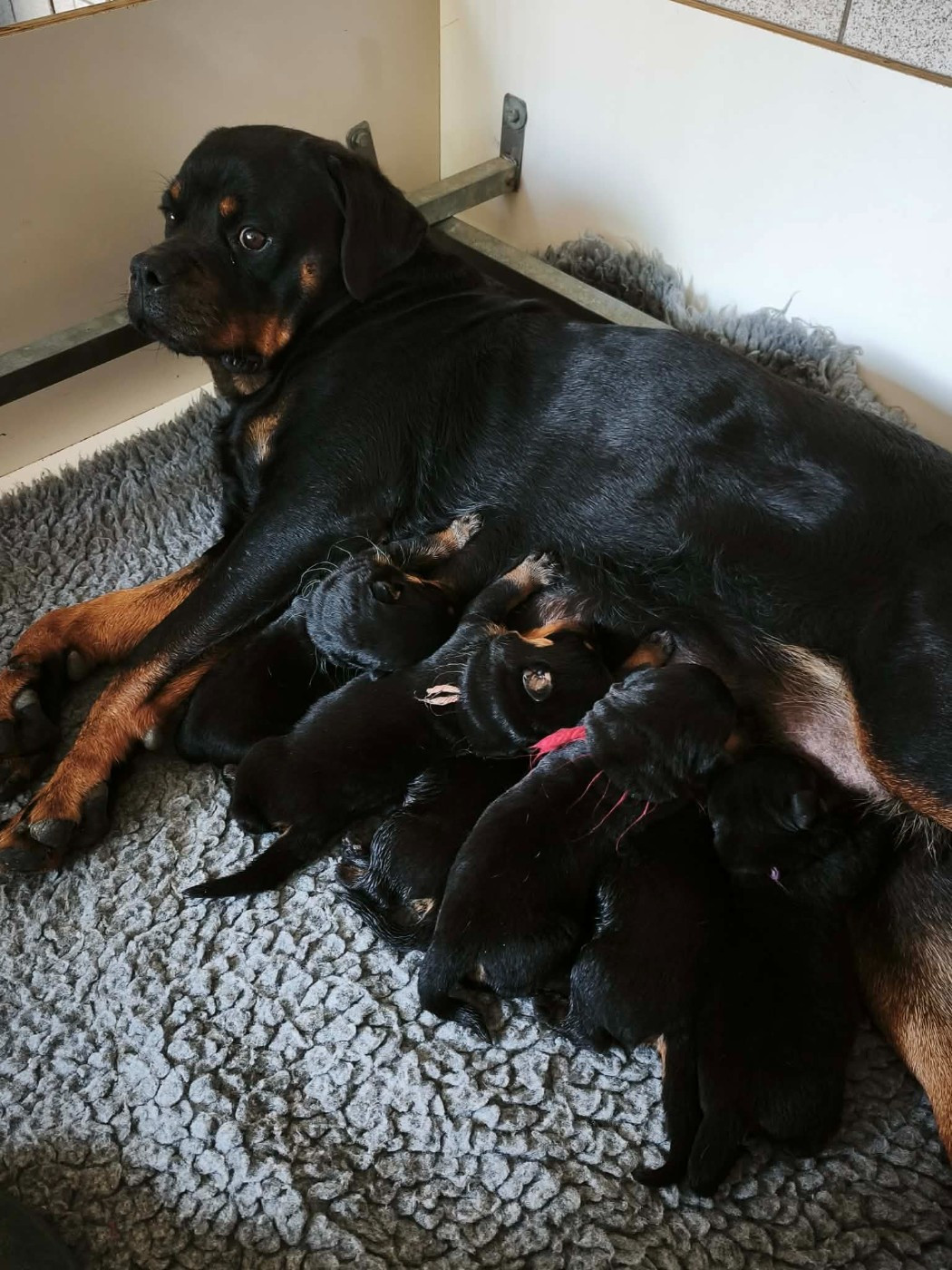 les bébés sont arrivés