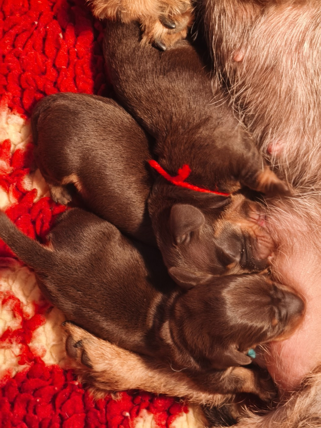 Les bébés sont arrivés