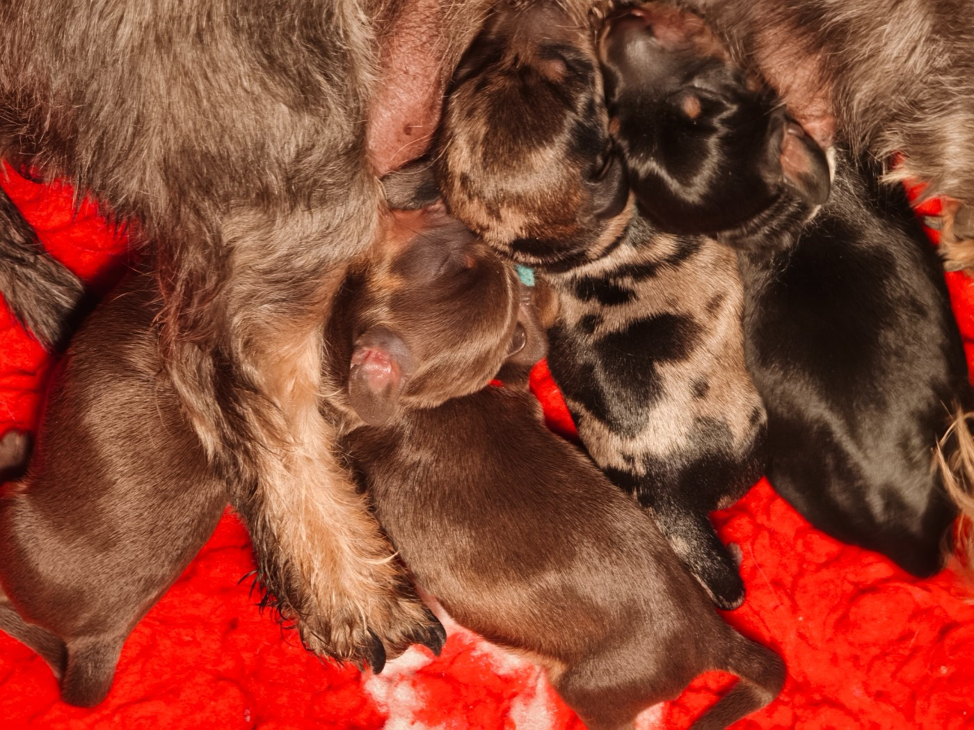 Les bébés sont arrivés