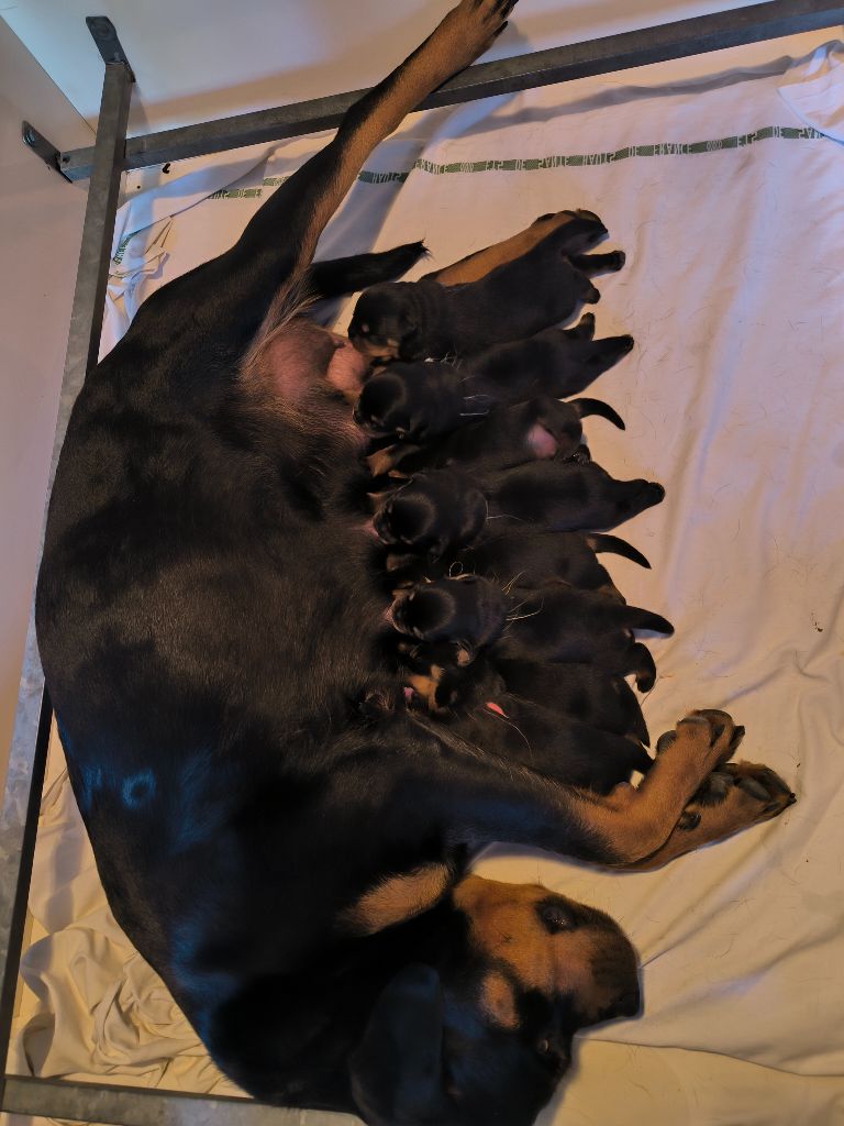 les bébés sont arrivés....