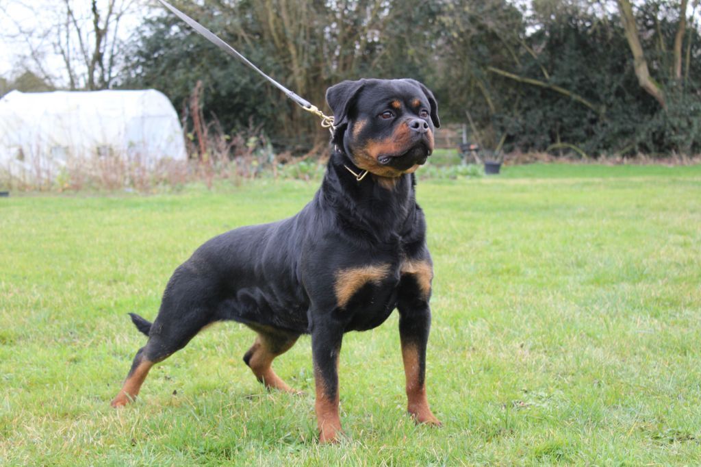 De chatoisillon - Femelle Rottweiler