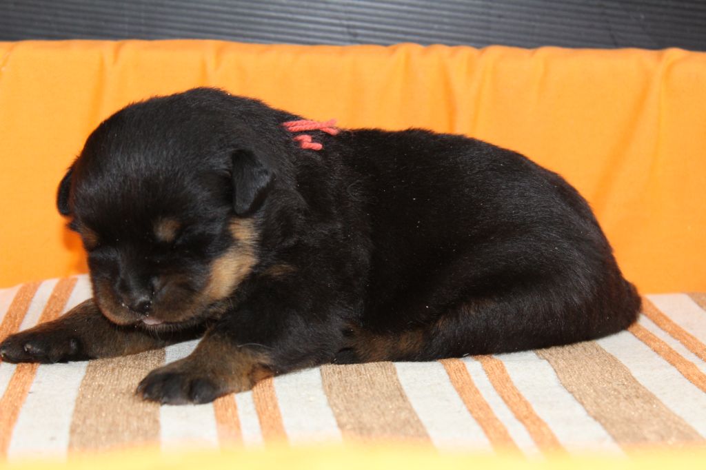 De chatoisillon - Chiots disponibles - Rottweiler
