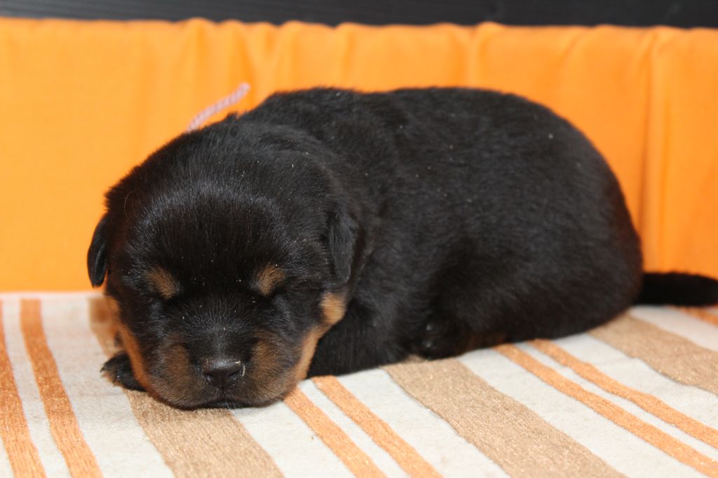 De chatoisillon - Chiots disponibles - Rottweiler