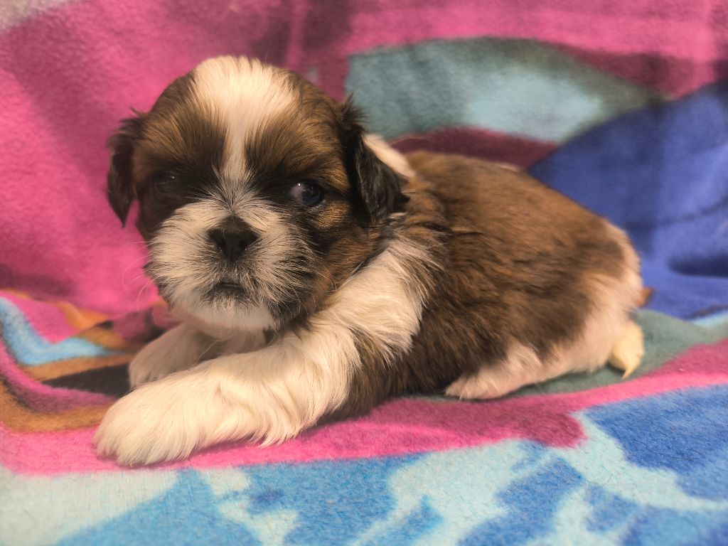 De chatoisillon - Chiots disponibles - Shih Tzu