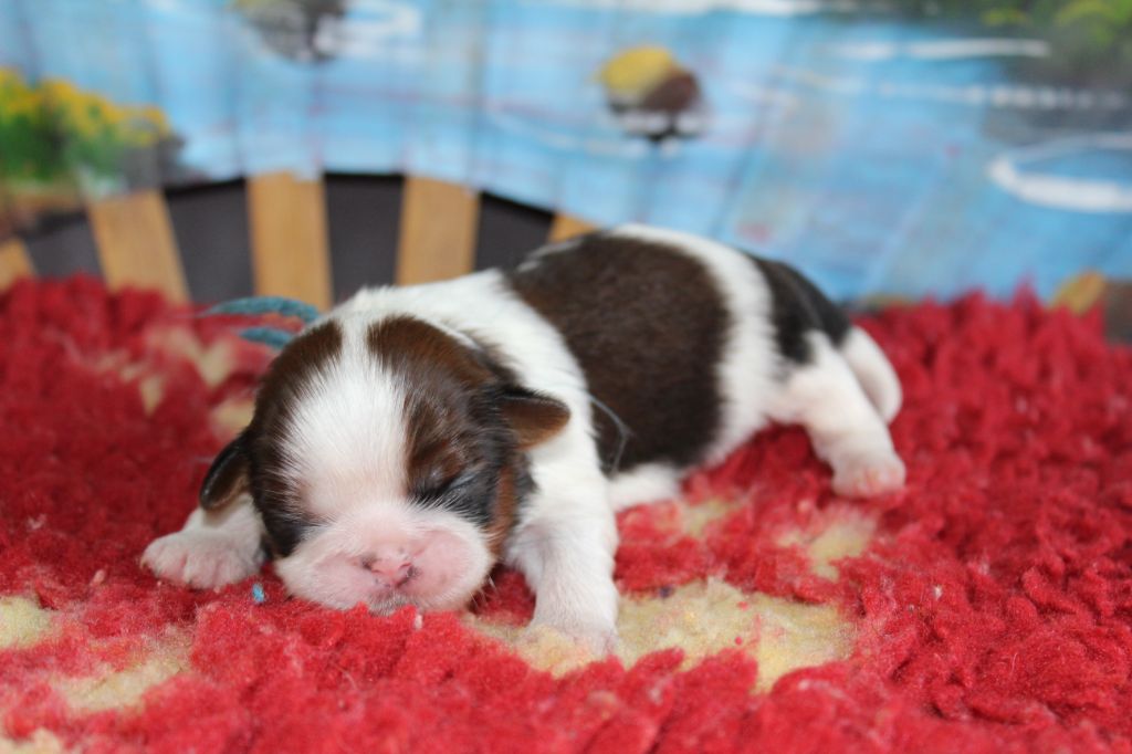 De chatoisillon - Chiots disponibles - Shih Tzu