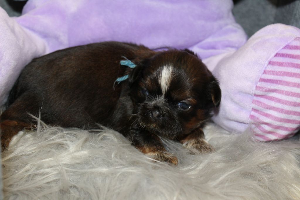 De chatoisillon - Chiots disponibles - Shih Tzu