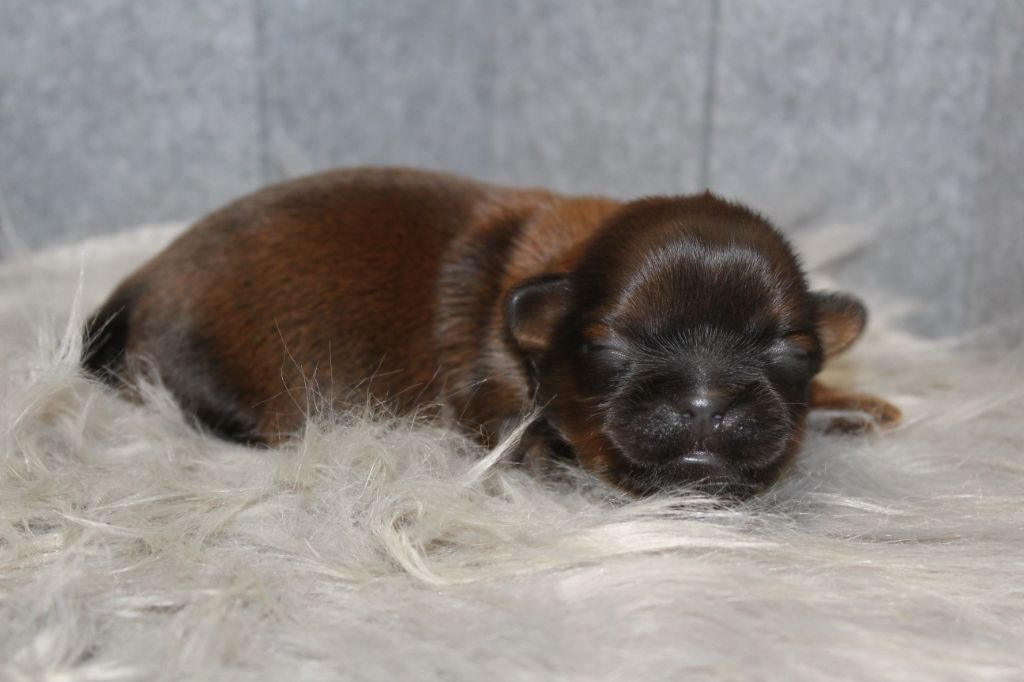 De chatoisillon - Chiots disponibles - Shih Tzu