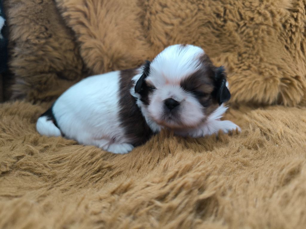 De chatoisillon - Chiots disponibles - Shih Tzu