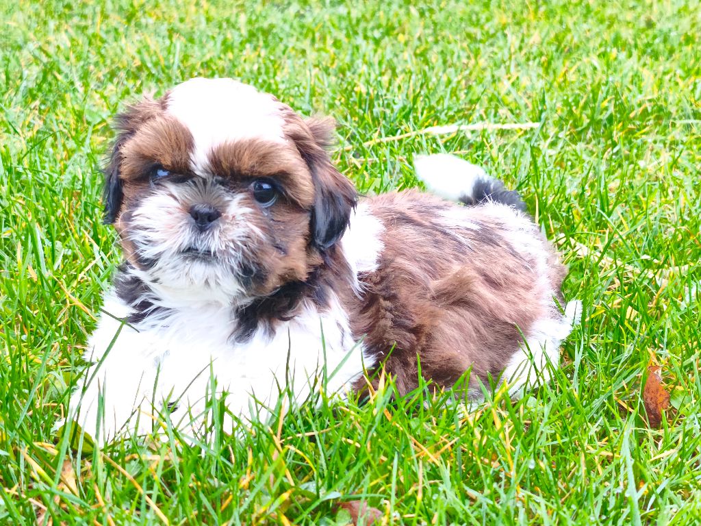 De chatoisillon - Chiots disponibles - Shih Tzu