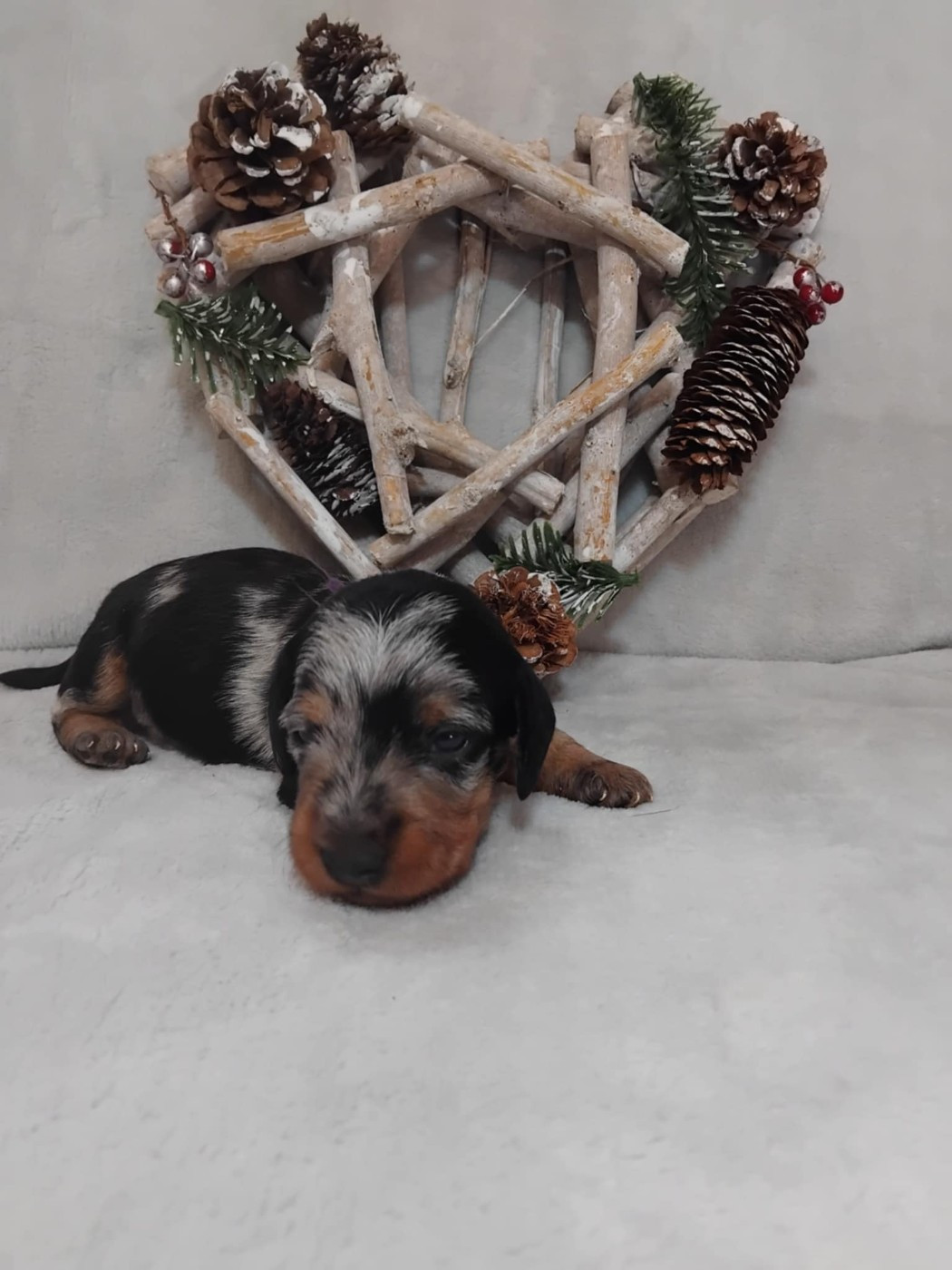 De chatoisillon - Chiots disponibles - Teckel poil dur