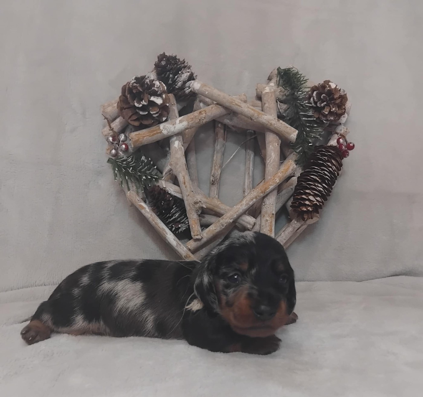 De chatoisillon - Chiots disponibles - Teckel poil dur