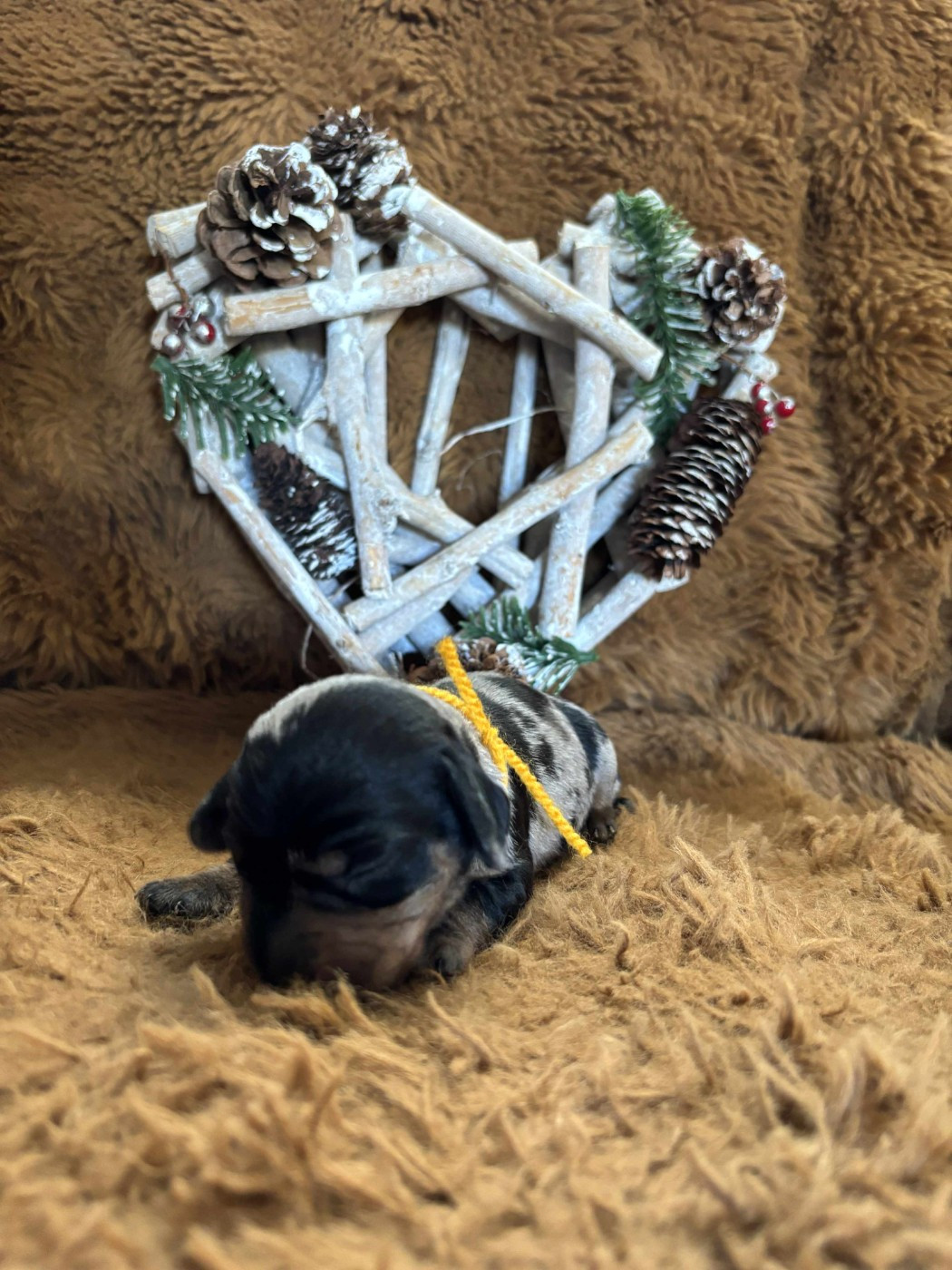 De chatoisillon - Chiots disponibles - Teckel poil dur