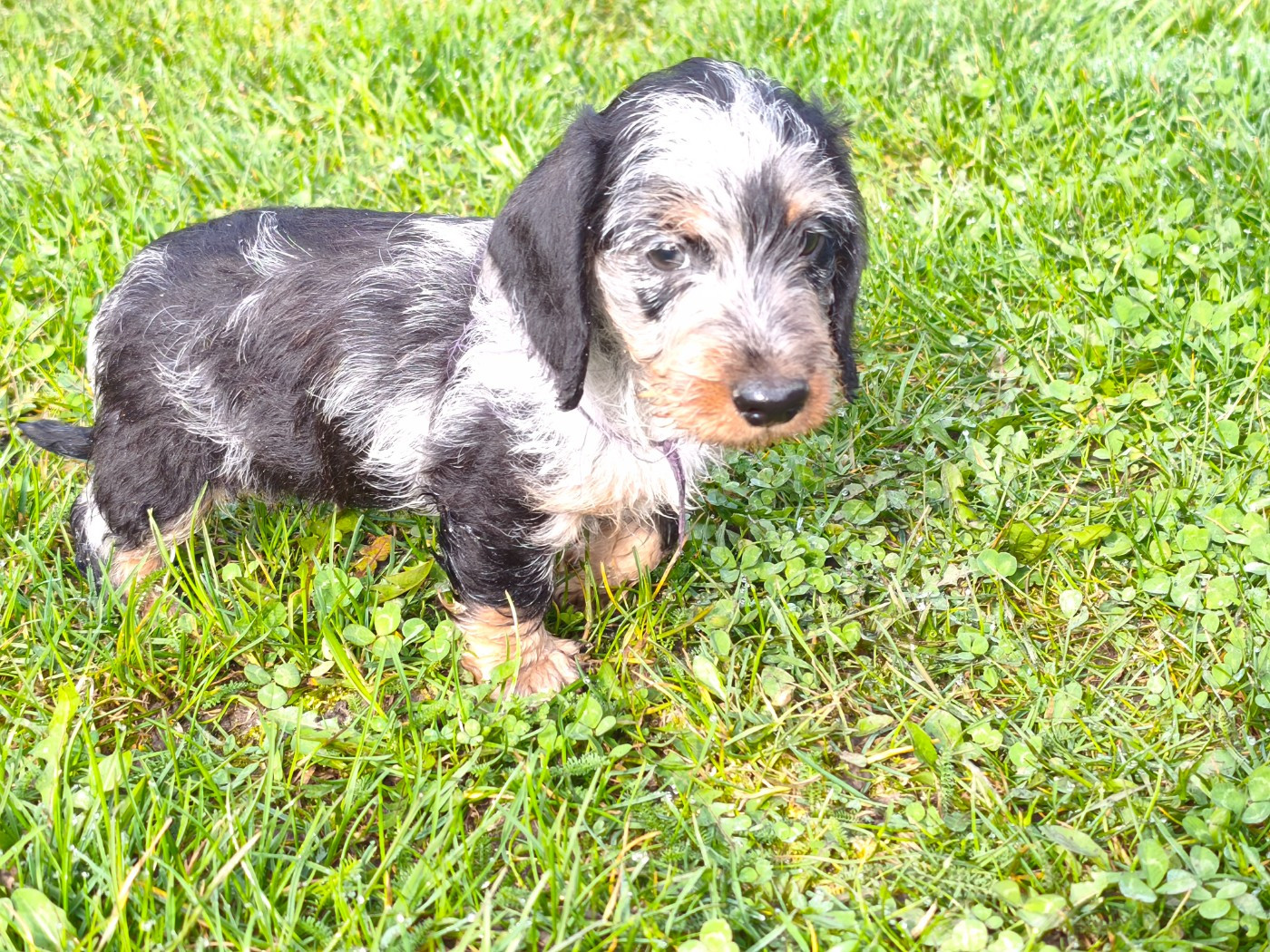 De chatoisillon - Chiots disponibles - Teckel poil dur