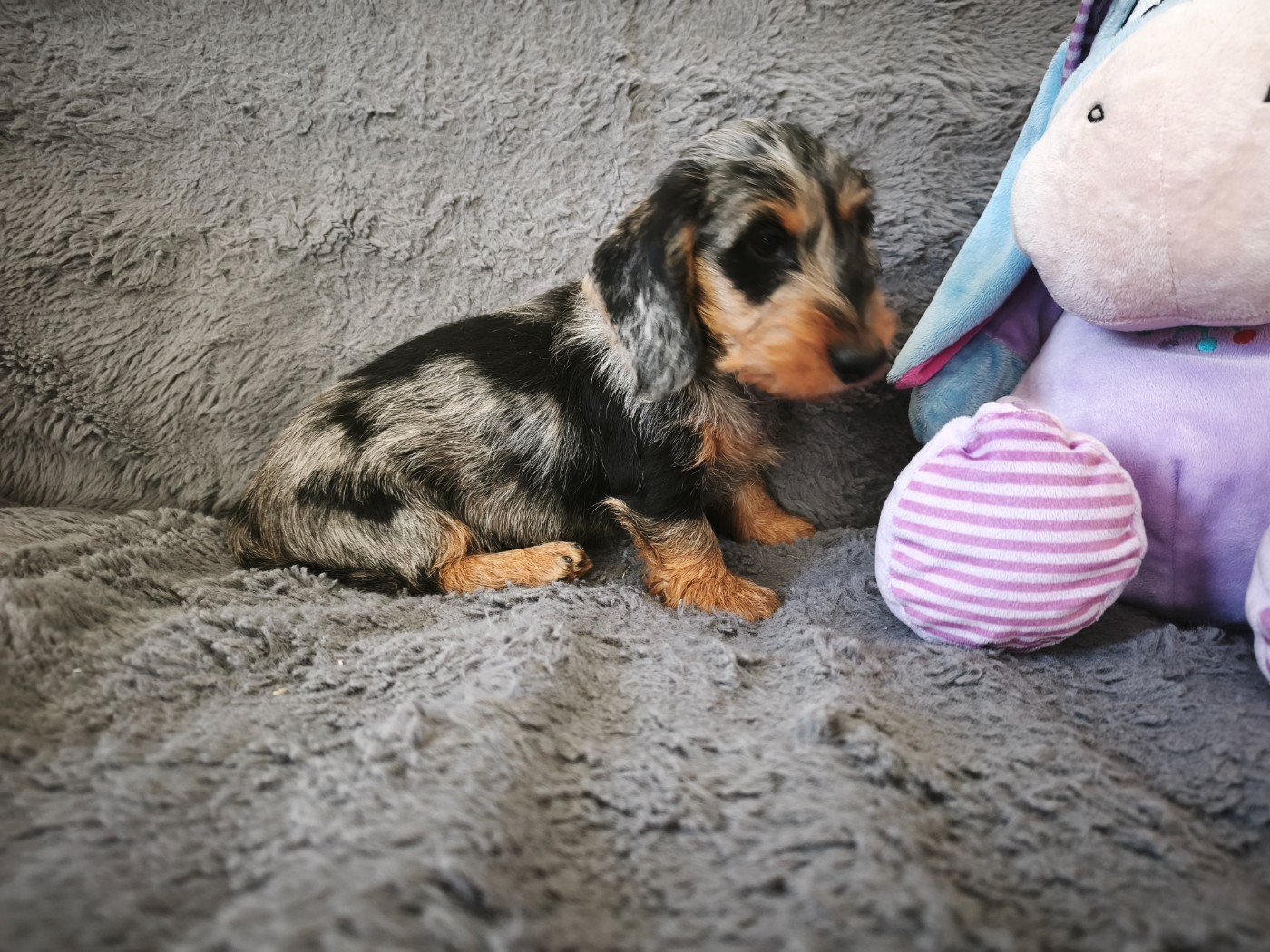De chatoisillon - Chiots disponibles - Teckel poil dur