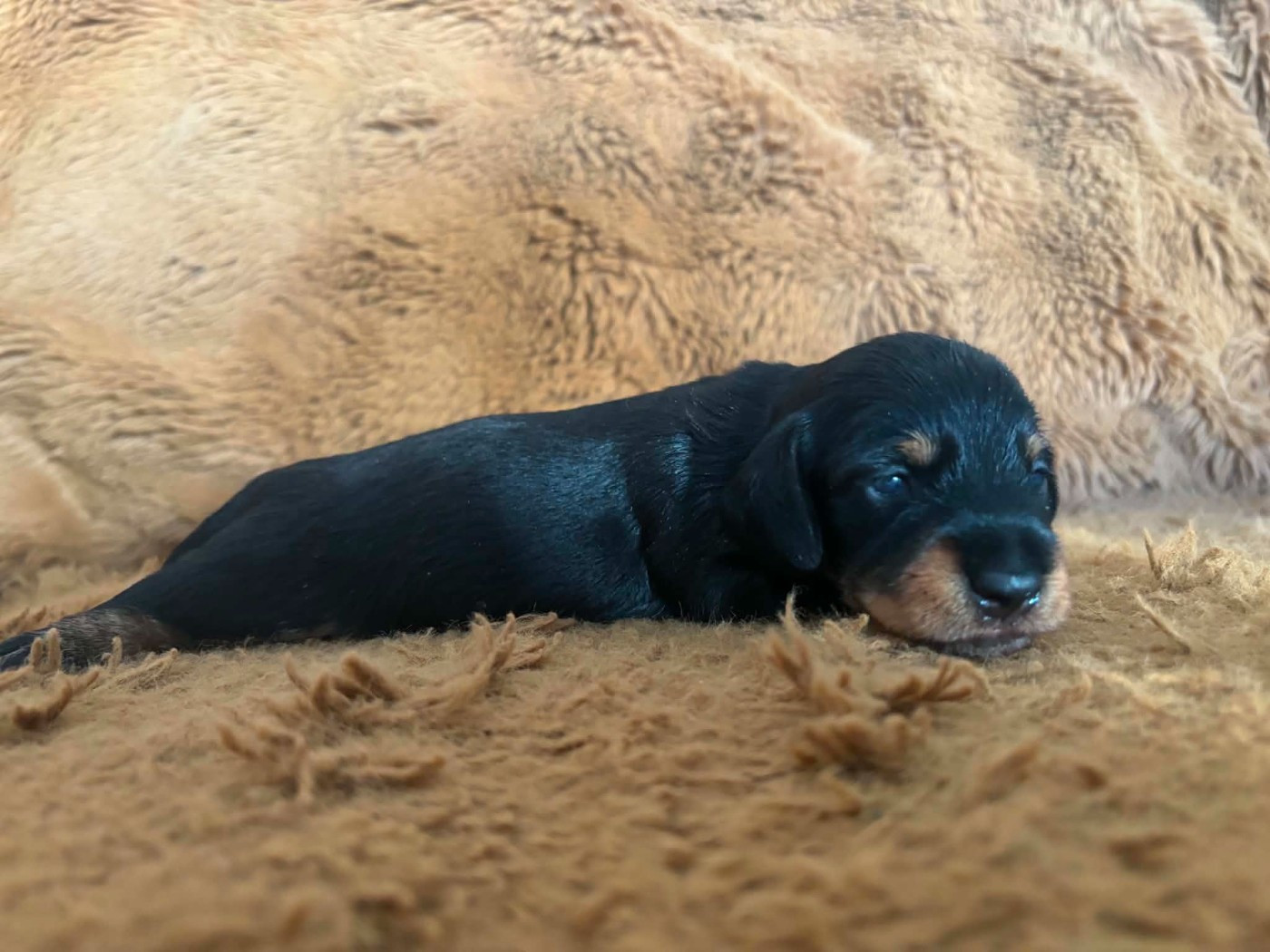 De chatoisillon - Chiots disponibles - Teckel poil dur