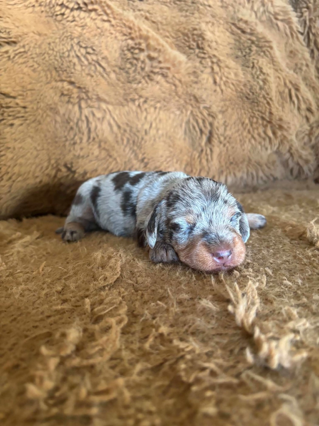 De chatoisillon - Chiots disponibles - Teckel poil dur