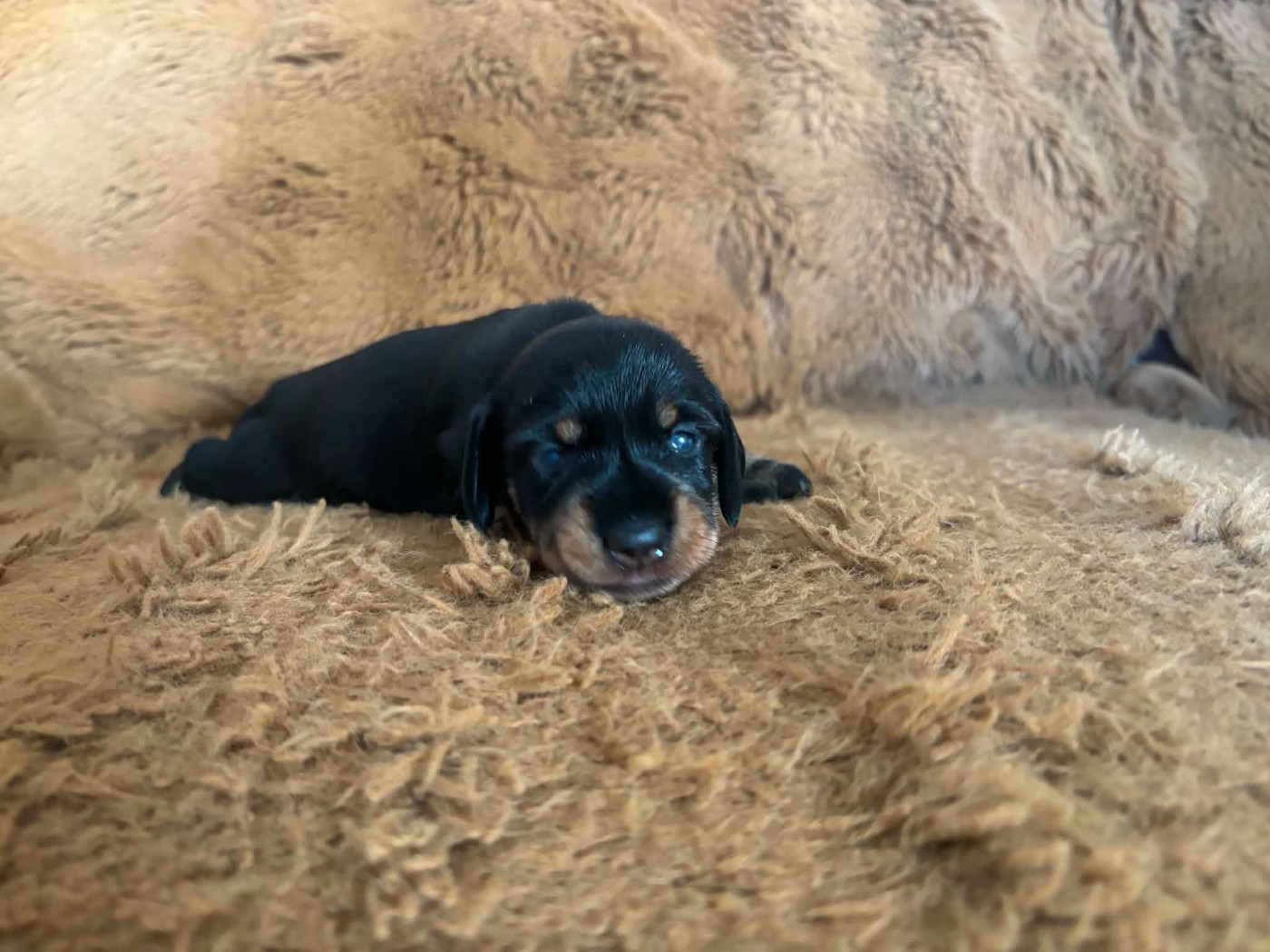 De chatoisillon - Chiots disponibles - Teckel poil dur