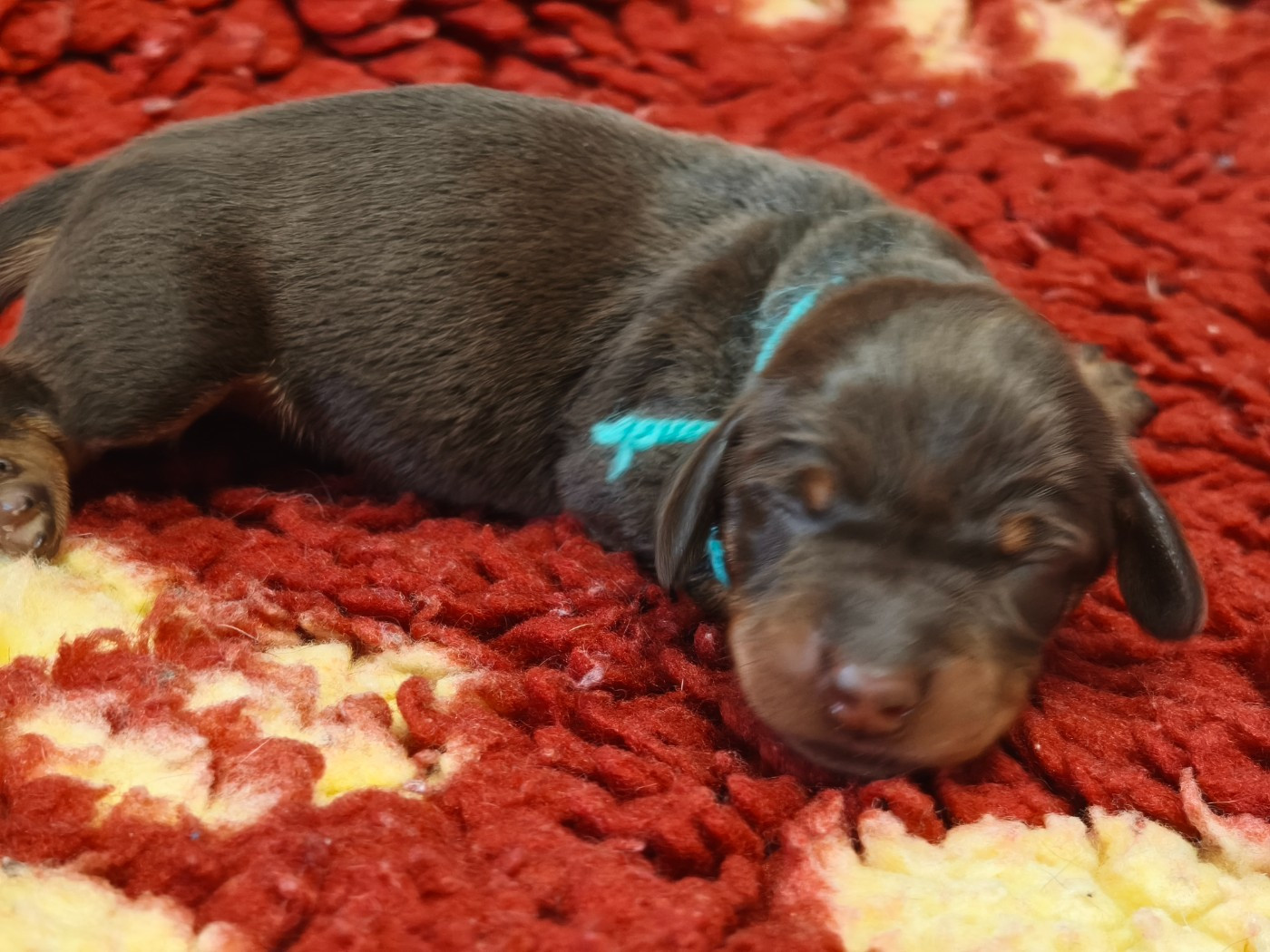 De chatoisillon - Chiots disponibles - Teckel poil dur