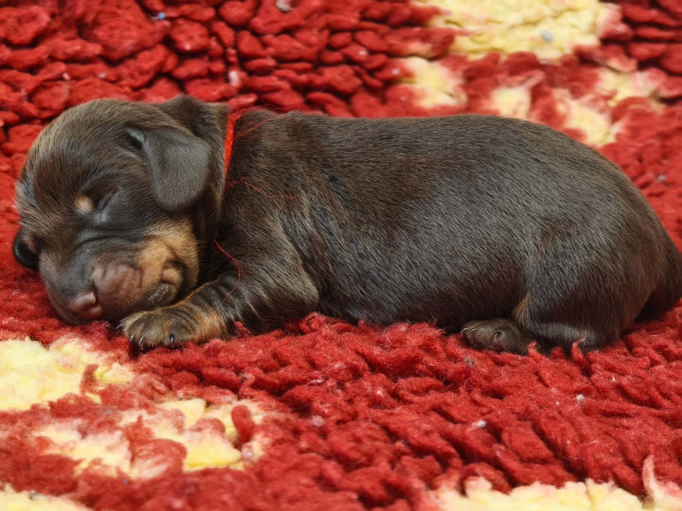 De chatoisillon - Chiots disponibles - Teckel poil dur