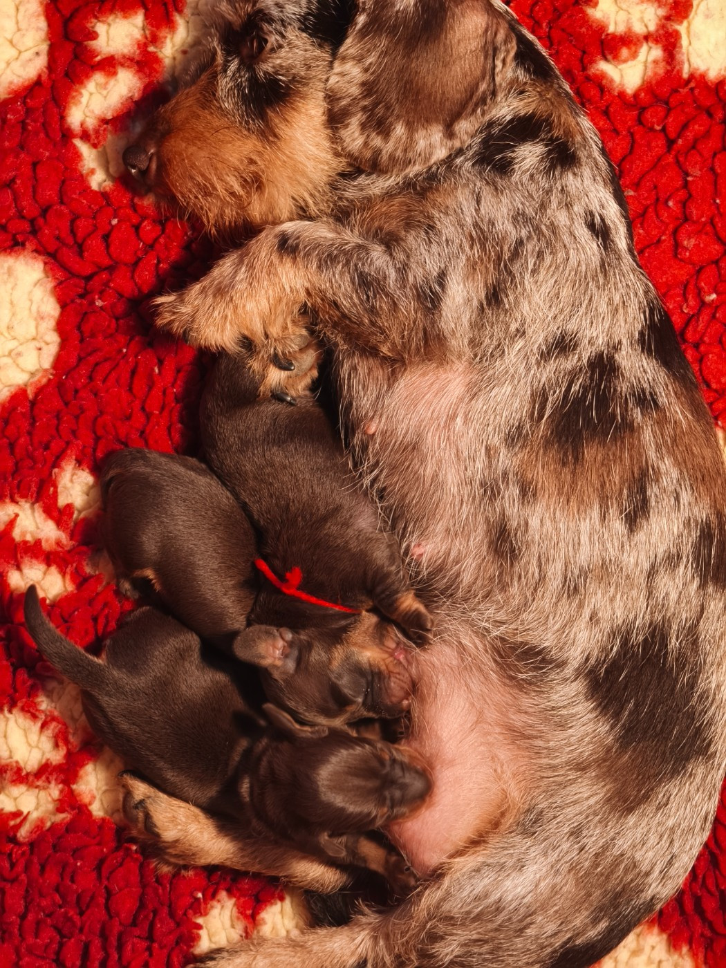 Chiot Teckel poil dur De chatoisillon