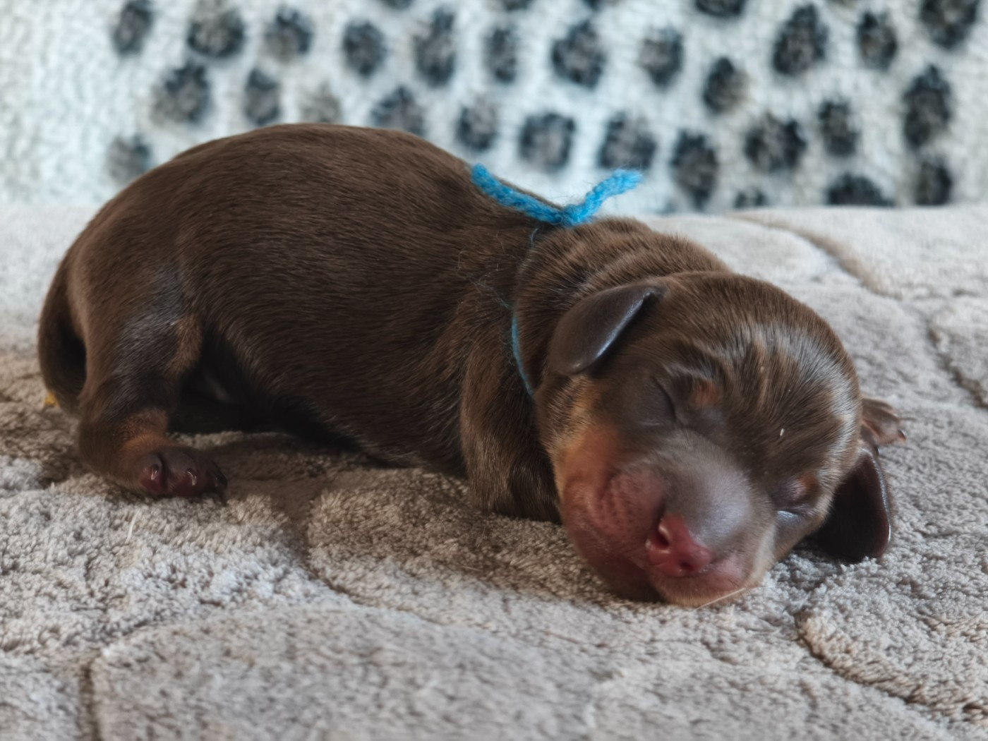 De chatoisillon - Chiots disponibles - Teckel poil dur