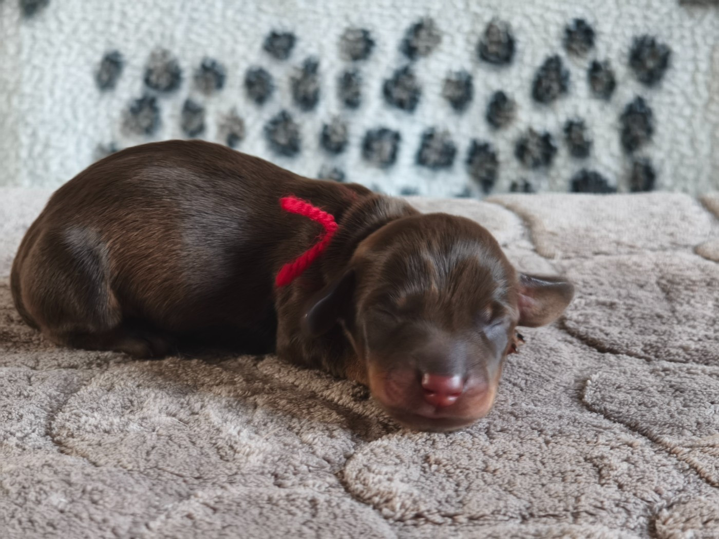 De chatoisillon - Chiots disponibles - Teckel poil dur