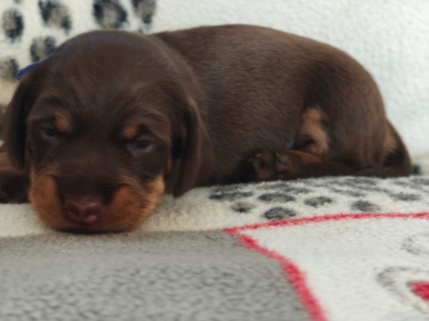 De chatoisillon - Chiots disponibles - Teckel poil dur