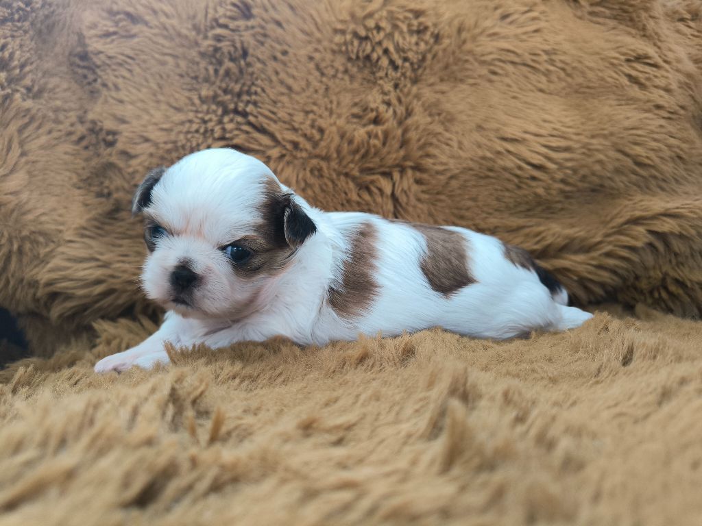 De chatoisillon - Chiots disponibles - Shih Tzu