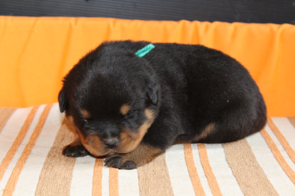 De chatoisillon - Chiots disponibles - Rottweiler