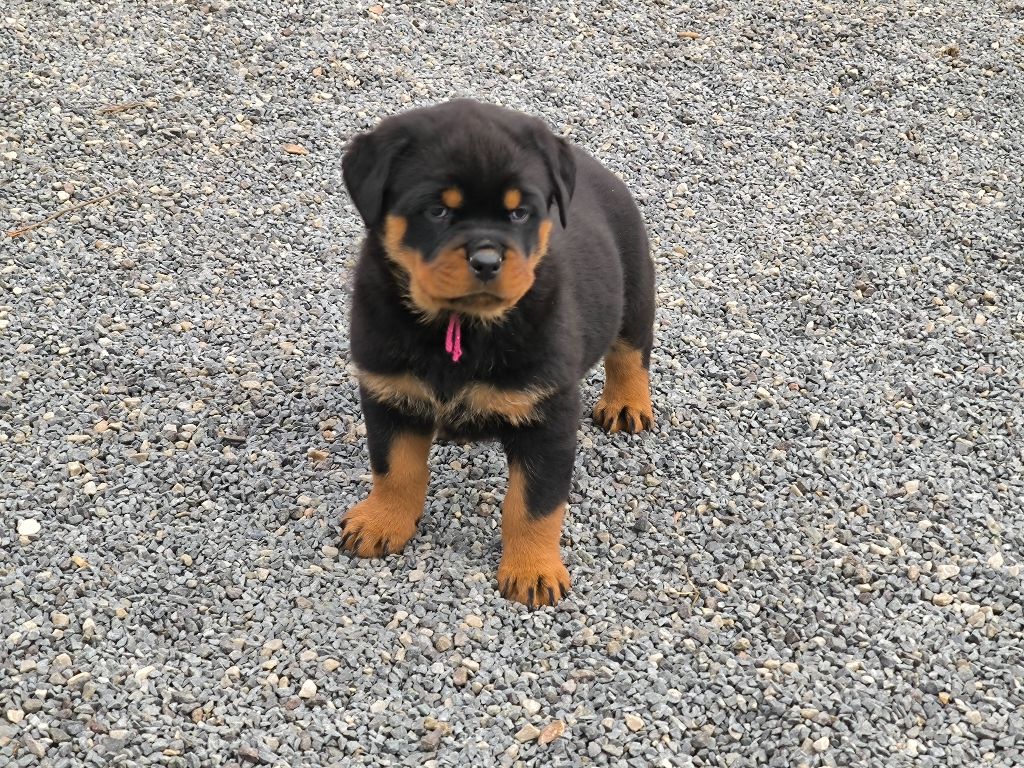 De chatoisillon - Chiots disponibles - Rottweiler