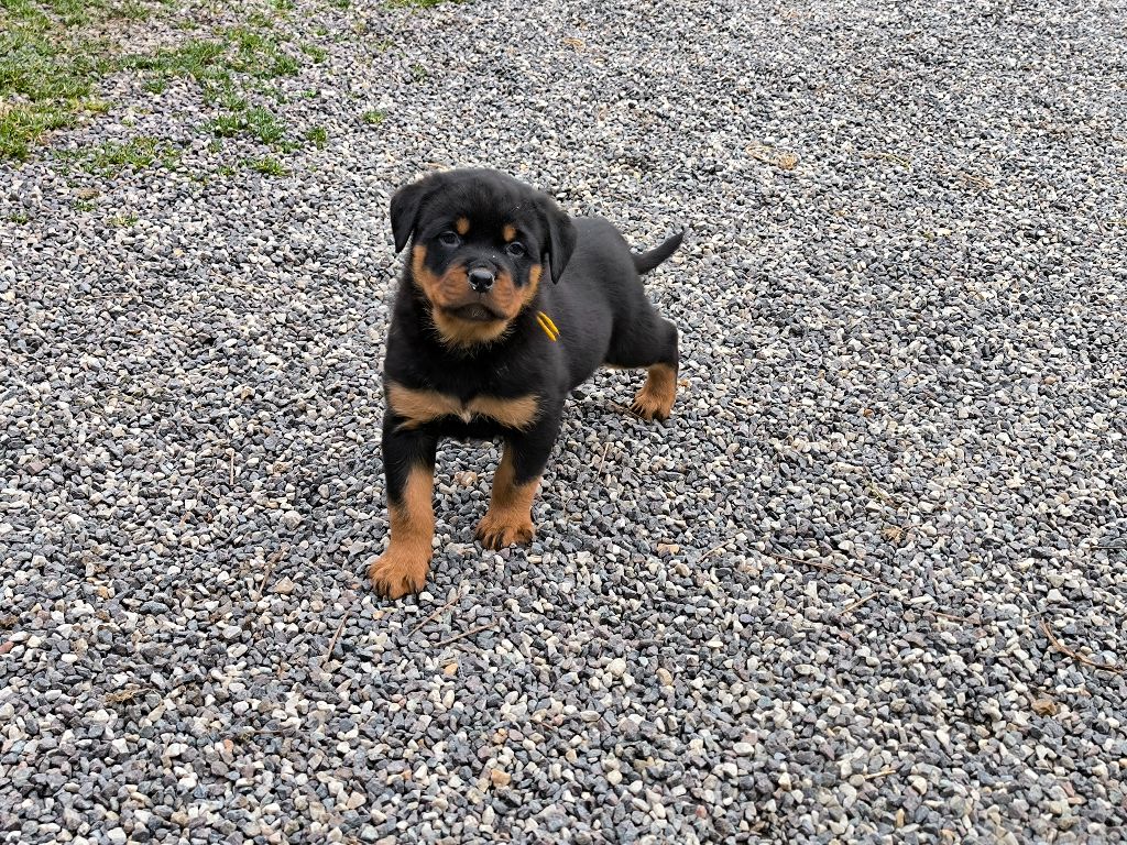 De chatoisillon - Chiots disponibles - Rottweiler