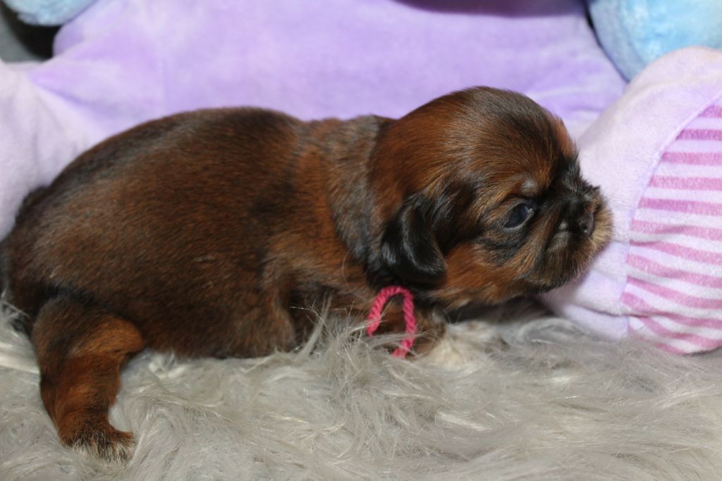 De chatoisillon - Chiots disponibles - Shih Tzu