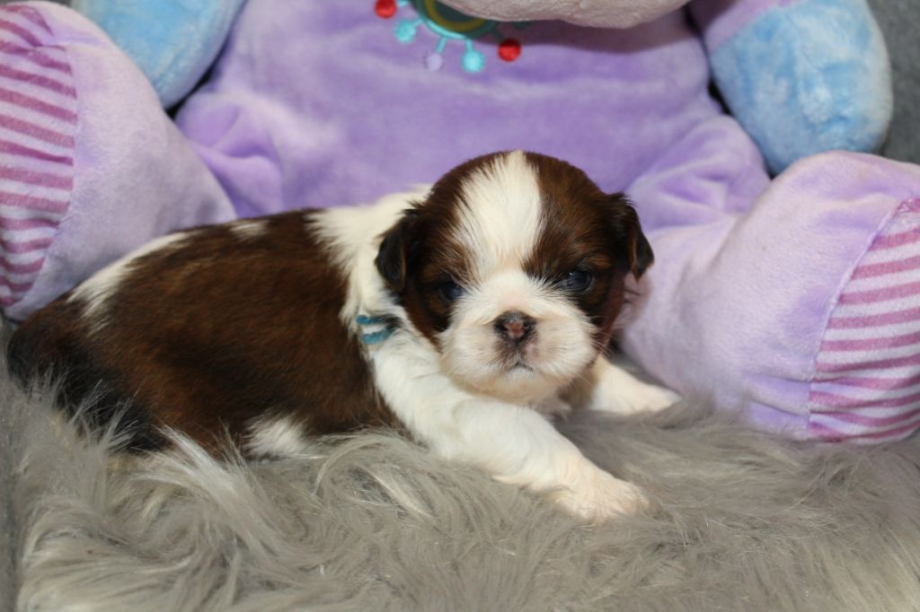 De chatoisillon - Chiots disponibles - Shih Tzu
