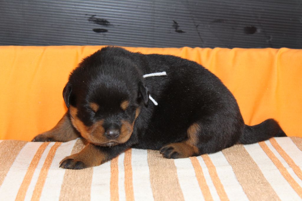 De chatoisillon - Chiots disponibles - Rottweiler