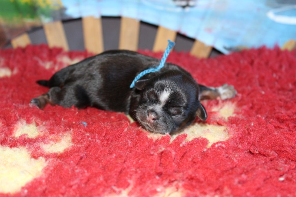 De chatoisillon - Chiots disponibles - Shih Tzu