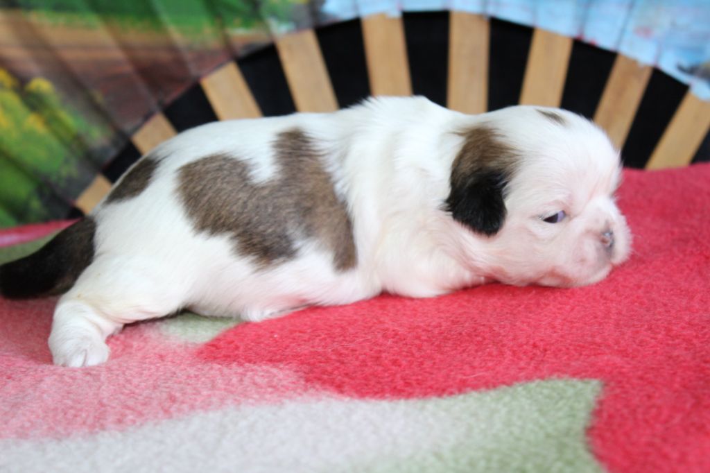 De chatoisillon - Chiots disponibles - Shih Tzu