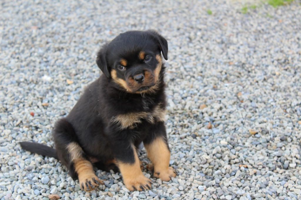De chatoisillon - Chiots disponibles - Rottweiler
