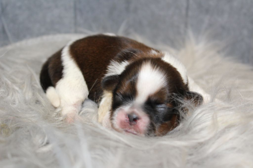 De chatoisillon - Chiots disponibles - Shih Tzu