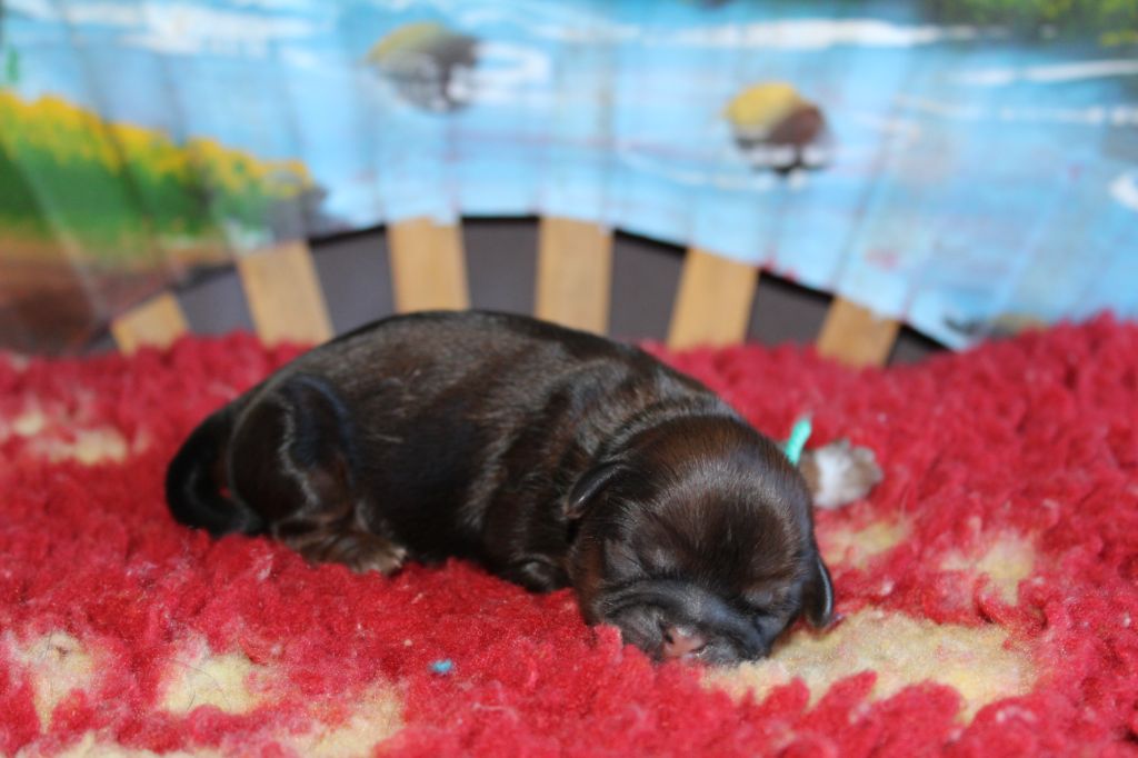 De chatoisillon - Chiots disponibles - Shih Tzu