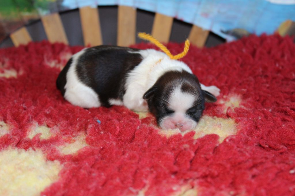 De chatoisillon - Chiots disponibles - Shih Tzu