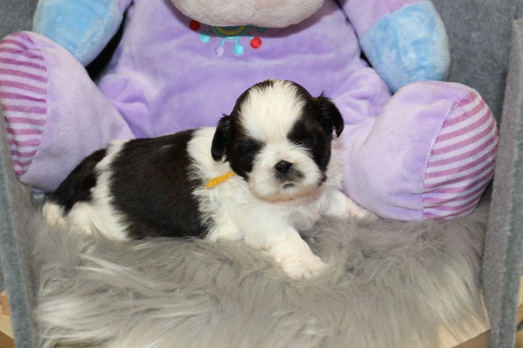 De chatoisillon - Chiots disponibles - Shih Tzu