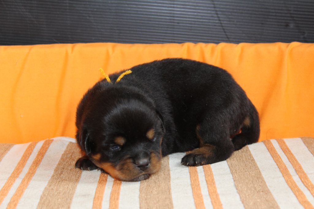 De chatoisillon - Chiots disponibles - Rottweiler